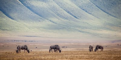 8-day explore serengeti great wildebeest migration tour - Photo 2
