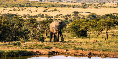8-day murchison falls, chimp and epic gorilla trekking - Photo 4