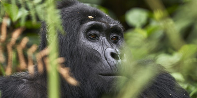 8-day murchison falls, chimp and epic gorilla trekking - Photo 5