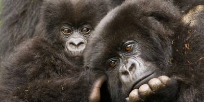 8-day murchison falls, chimp and epic gorilla trekking - Photo 1