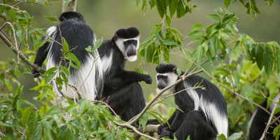 8-day murchison falls, chimp and epic gorilla trekking - Photo 3