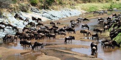  8 days 7 nights tanzania holiday-wildebeest migration - Photo 2