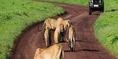  8 days 7 nights tanzania holiday-wildebeest migration - Photo 9