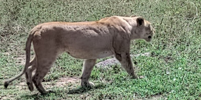  8 days 7 nights tanzania holiday-wildebeest migration - Photo 10