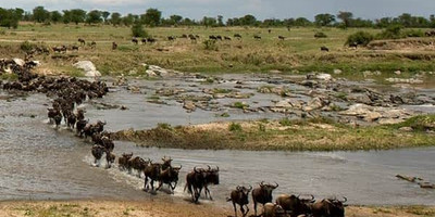  8 days 7 nights tanzania holiday-wildebeest migration - Photo 3