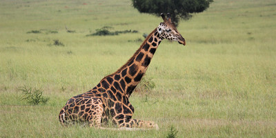 8 days gorilla,chimpanzee and wildlife uganda safari - Photo 6