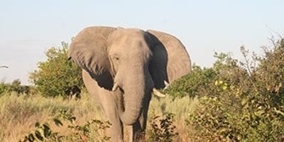 8 days overlanding safari tour in botswana - Photo 1