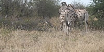 8 days overlanding safari tour in botswana - Photo 3