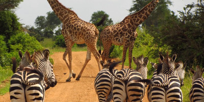 8 days tanzania serengeti wildebeest migration safari adventure - Photo 11
