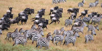  8 days tanzania serengeti wildebeest migration safari adventure - Photo 12