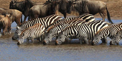 8 days tanzania serengeti wildebeest migration safari adventure - Photo 8