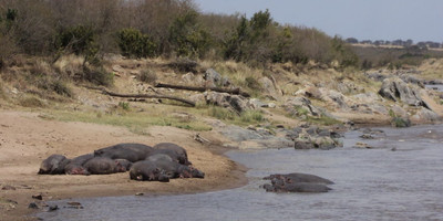  8 days tanzania serengeti wildebeest migration safari adventure - Photo 9