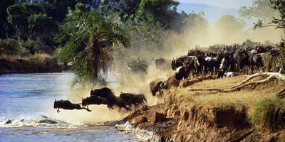  8 days tanzania serengeti wildebeest migration safari adventure - Photo 10