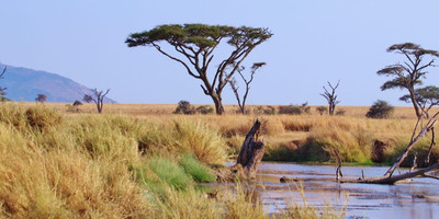  8 days tanzania serengeti wildebeest migration safari adventure - Photo 7