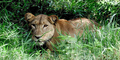 8 days uganda wildlife holiday - Photo 4