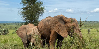 8 days uganda wildlife holiday - Photo 3