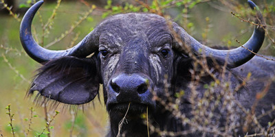 8 days uganda wildlife holiday - Photo 7