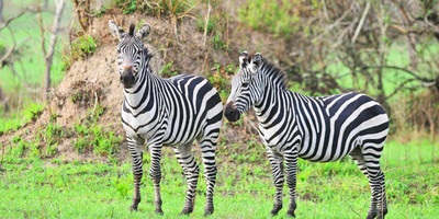 8 days uganda wildlife holiday - Photo 9