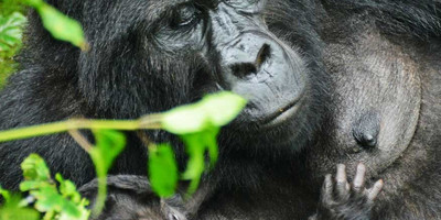 8 days uganda wildlife holiday - Photo 14