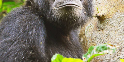 8 days uganda wildlife holiday - Photo 15