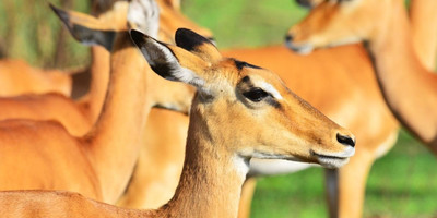 8 days uganda wildlife holiday - Photo 6