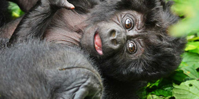 8 days uganda wildlife holiday - Photo 13