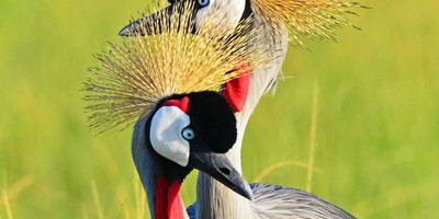8 days uganda wildlife holiday - Photo 10