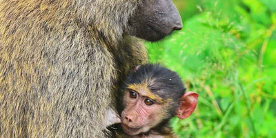 8 days uganda wildlife holiday - Photo 8