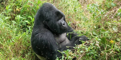 9-day rwanda gorilla, chimpanzee and wildlife safari - Photo 17
