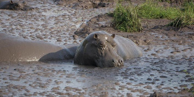 9-day uganda primates - lions & so much more - Photo 1