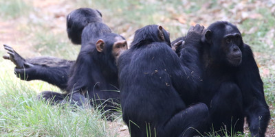 9 DAYS PRIMATE AND WILDLIFE SAFARI - Photo 2