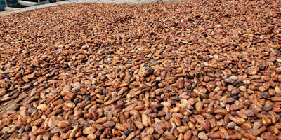 Au cœur de la filière cacao - Photo 9