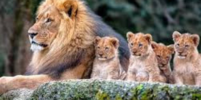 Adventure safari bookers - Photo 2