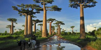 9-day budget tour to tsingy bemaraha, baobab avenue - Photo 1