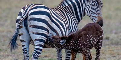 Amboseli Gardens - Photo 2
