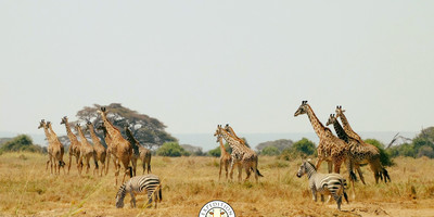 Amboseli home of the giants safari - Photo 7