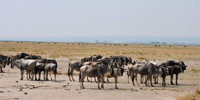 Amboseli home of the giants safari - Photo 10