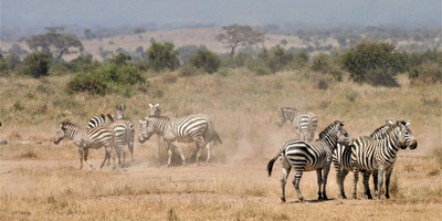Amboseli home of the giants safari - Photo 11