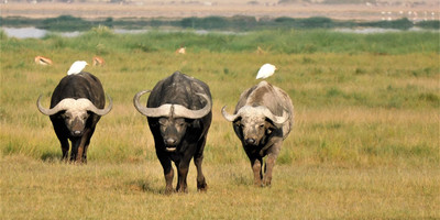 Amboseli home of the giants safari - Photo 5