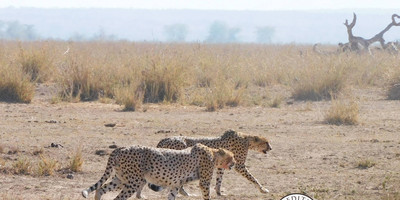 Amboseli home of the giants safari - Photo 6
