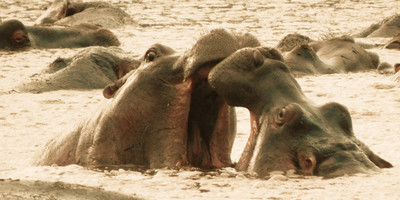 Amboseli home of the giants safari - Photo 9