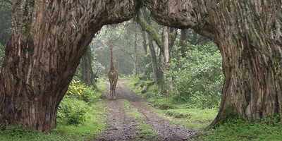 Arusha national park day tour - Photo 5