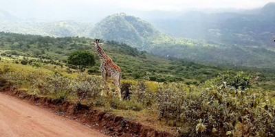 Arusha national park day tour - Photo 6
