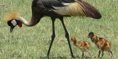 Arusha national park day tour - Photo 8