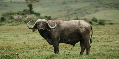 Arusha national park day tour - Photo 7