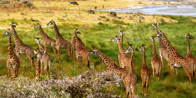 Arusha national park day tour - Photo 10