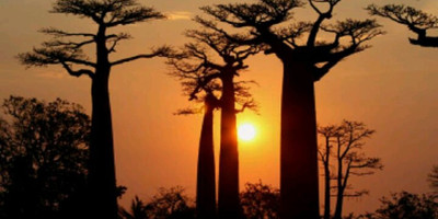Baobabs and kirindy wildlife tour - Photo 1