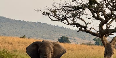 Bencia africa adventure & safaris ltd. - Photo 9