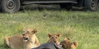 Bencia africa adventure & safaris ltd. - Photo 10