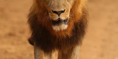 Bencia africa adventure & safaris ltd. - Photo 19